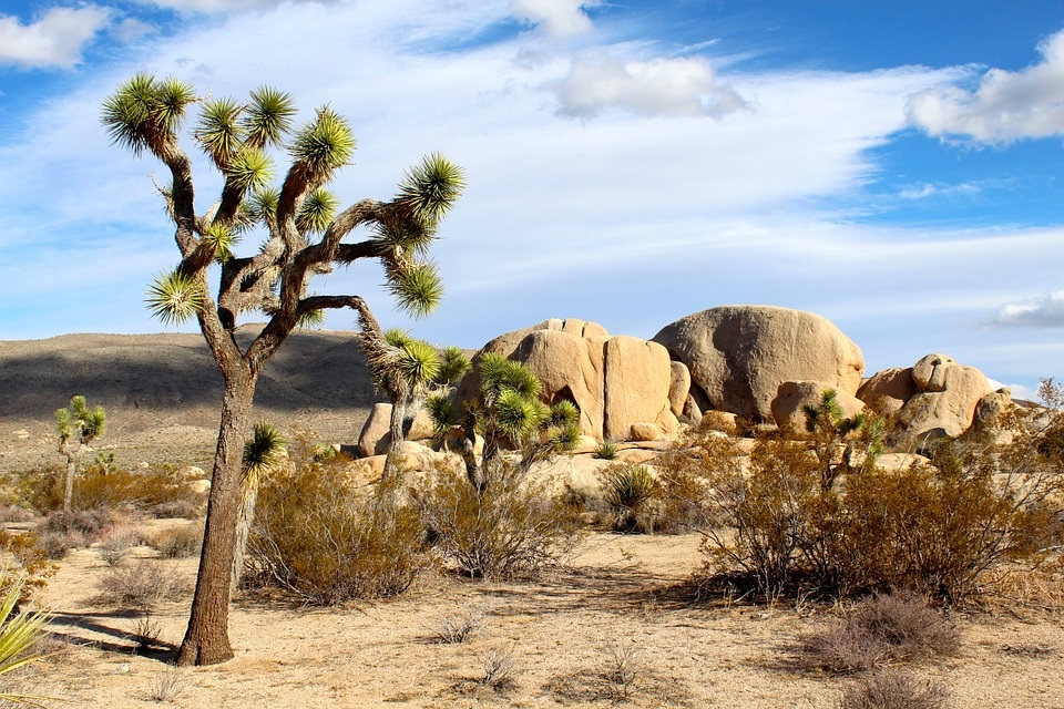 Joshua Tree National Park is employing camels to help save the